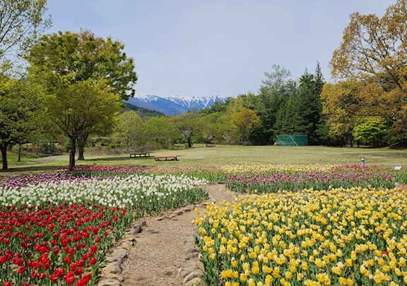 色とりどりのチューリップが咲いている公園